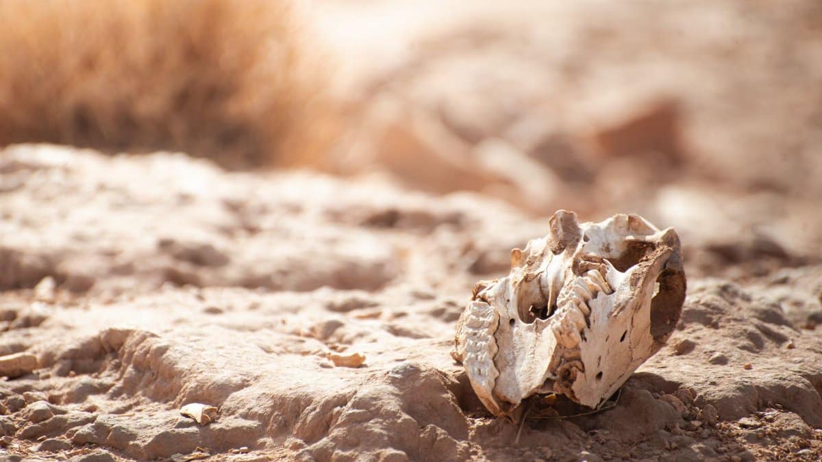 A sun-bleached animal skull on a dry, rocky desert terrain under bright sunlight.