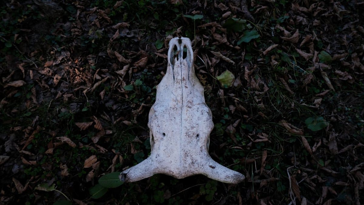 Animal skull lying on a bed of dry leaves and grass in a forest setting.
