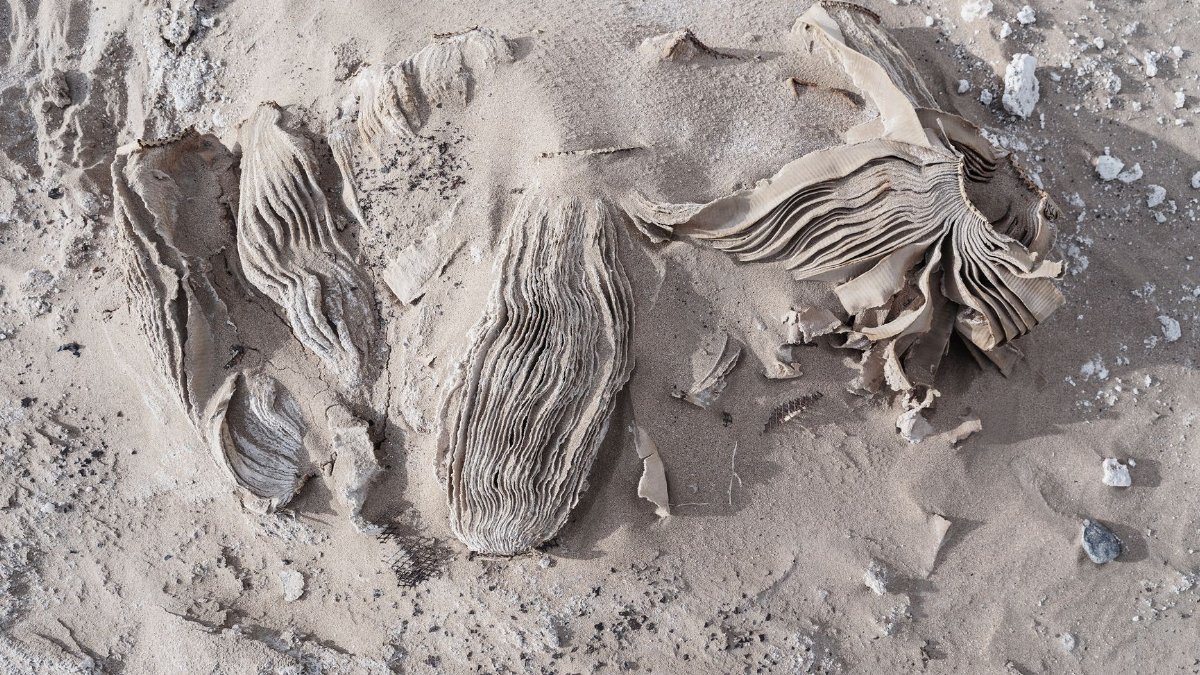 Aged and tattered book pages partially buried in sandy desert terrain.
