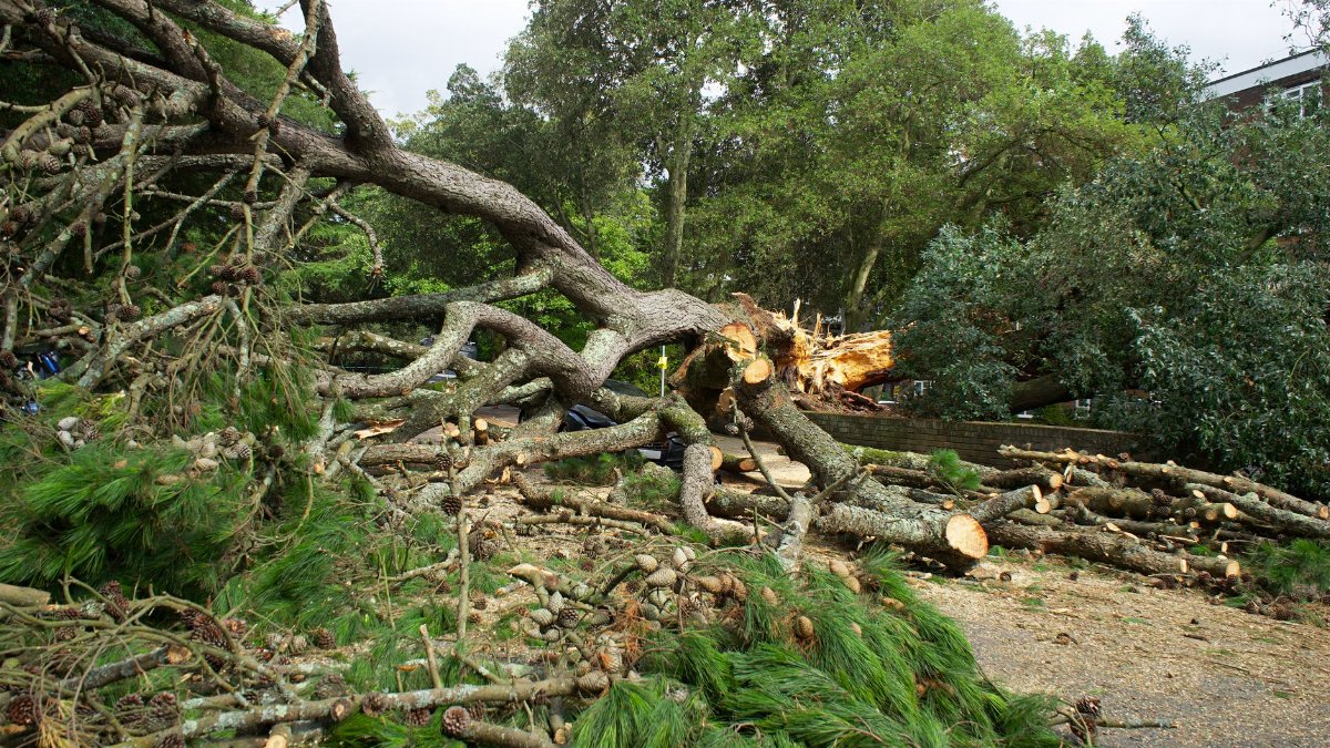 A large fallen tree with branches and logs scattered across a park pathway in the UK.