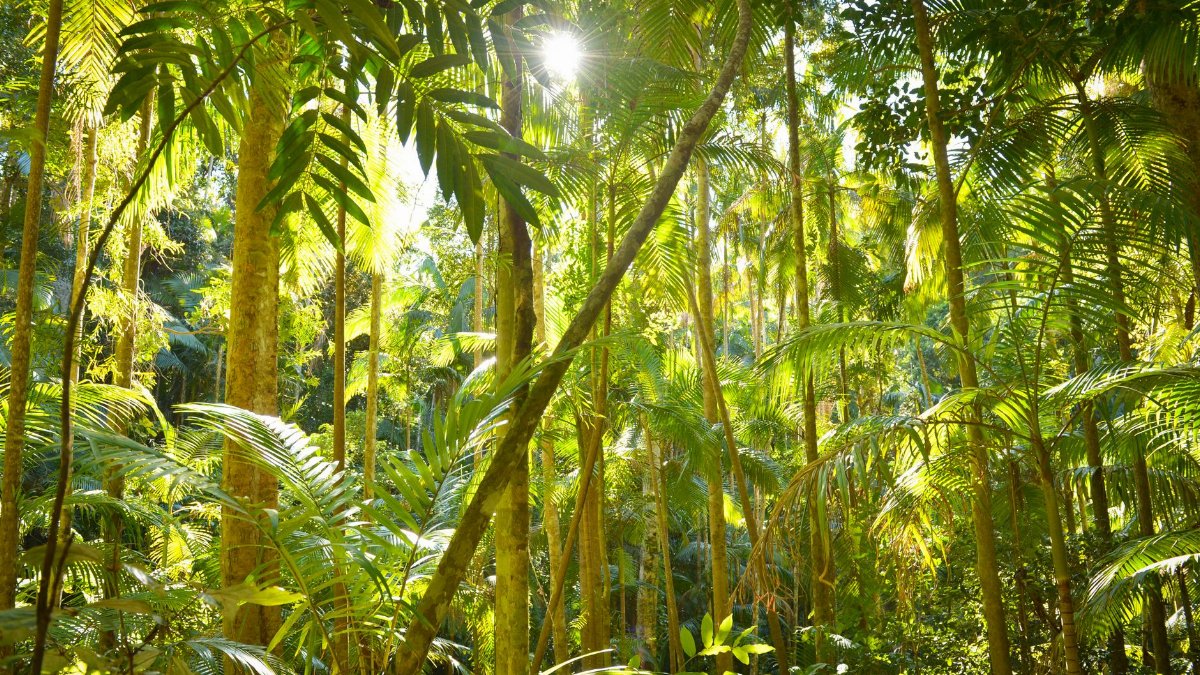 Bright sunlight filters through lush tropical jungle vegetation. Vibrant green leaves and tall trees create a serene nature scene.