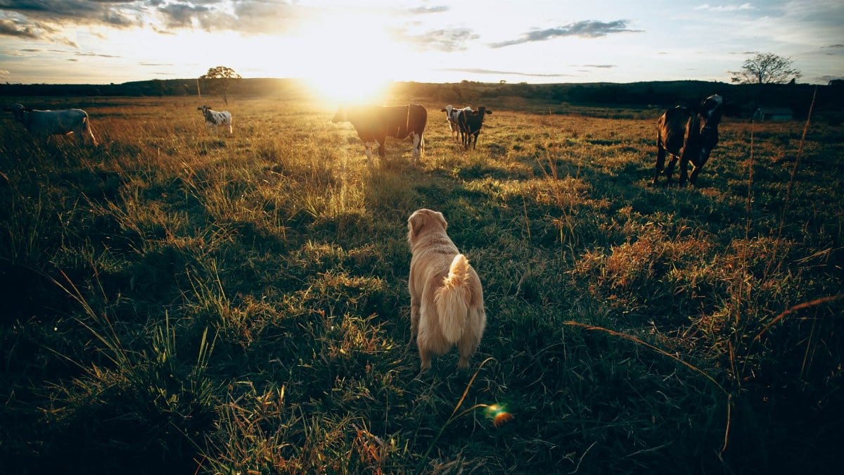 Shepard dog watching herd of cows in rural area against cloudy sky with sun shining on horizon in evening