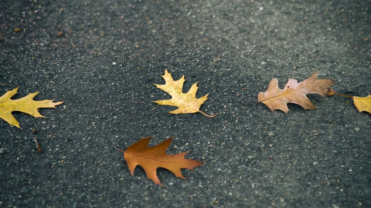 Autumn scene with dry oak leaves scattered on a grey pavement. Captured in Kiev, Ukraine.