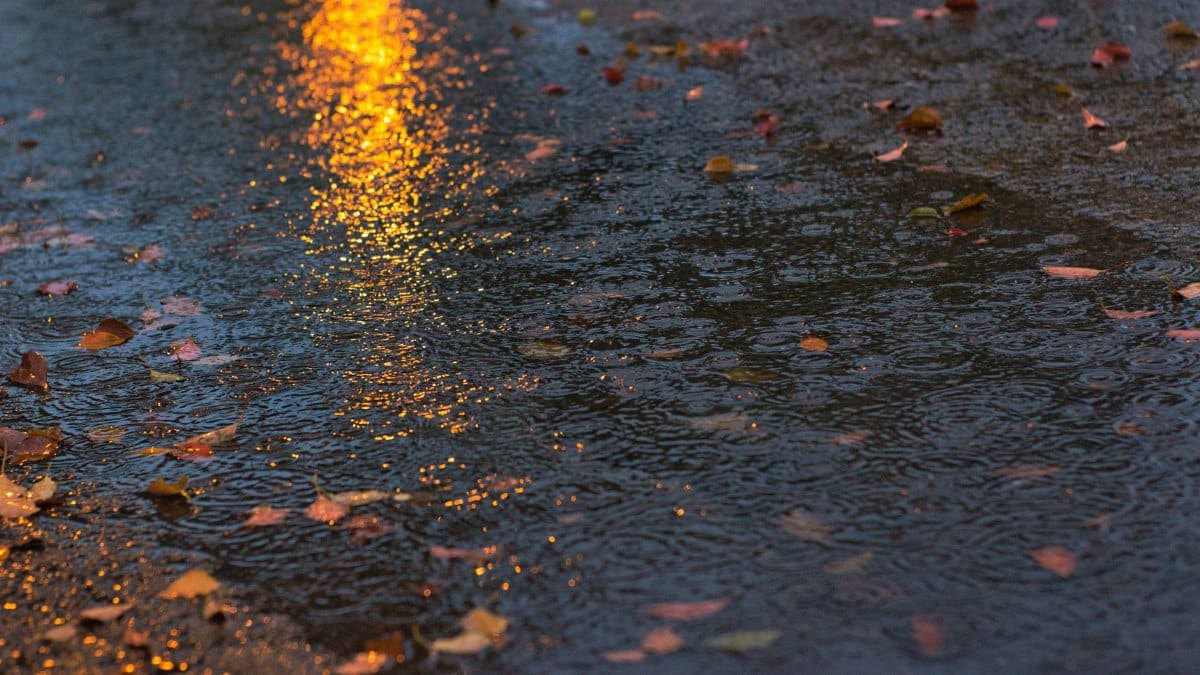 Fallen leaves scattered in a rain-soaked street with reflections of lights, creating a serene autumn feeling.