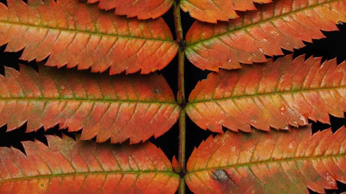 Detailed image showcasing the intricate and vibrant autumn colors of fern leaves.