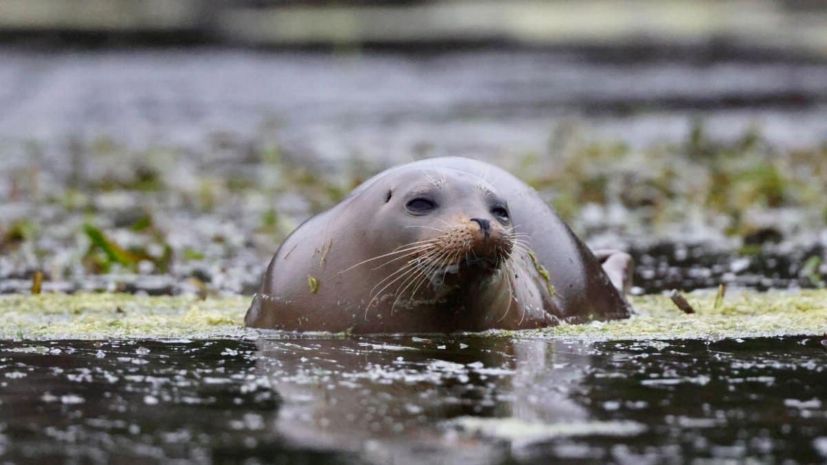 A harbor seal swimming in the waters of California, showcasing its natural habitat.