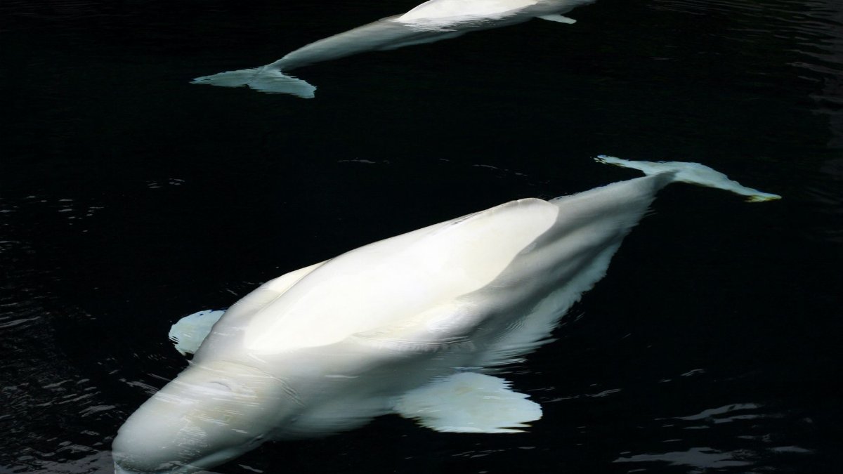 Two beluga whales gracefully swimming underwater, captured in a serene aquatic setting.