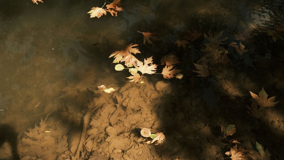 Brown leaves float peacefully on a calm water surface, signaling the arrival of fall.