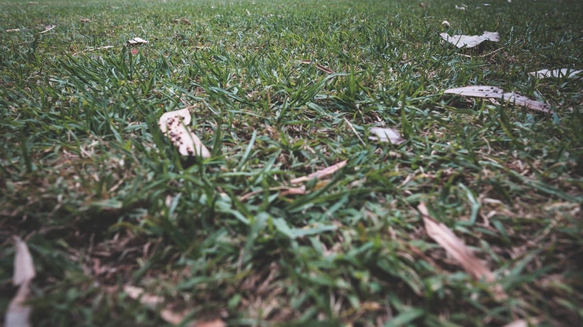 Green grass growing covered with dry fallen leaves in park with tall trees