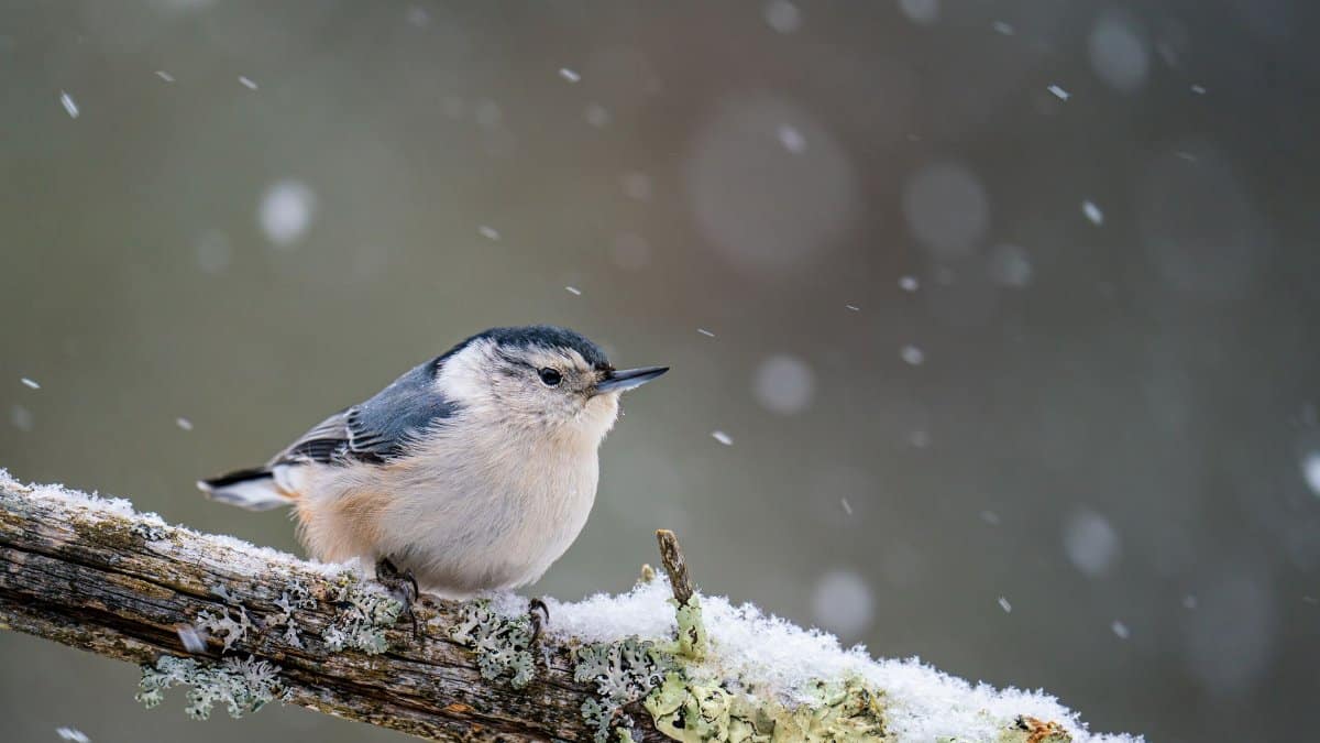 Cute white breasted nuthatch with blue wings sitting on snowy tree branch in forest on blurred background in cold winter day