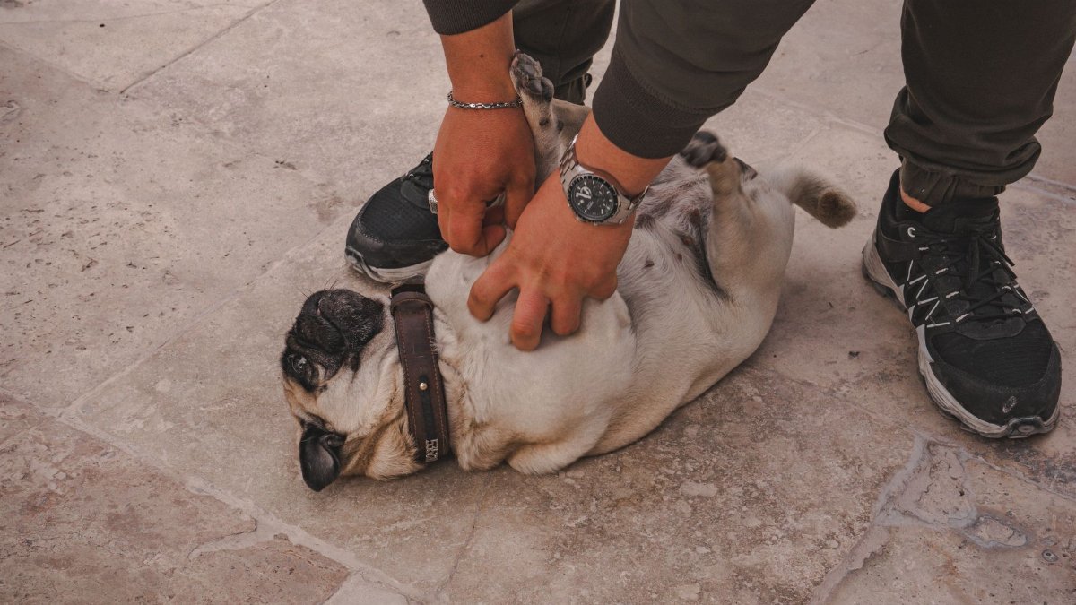 A man playfully pets a happy pug lying on its back outdoors.