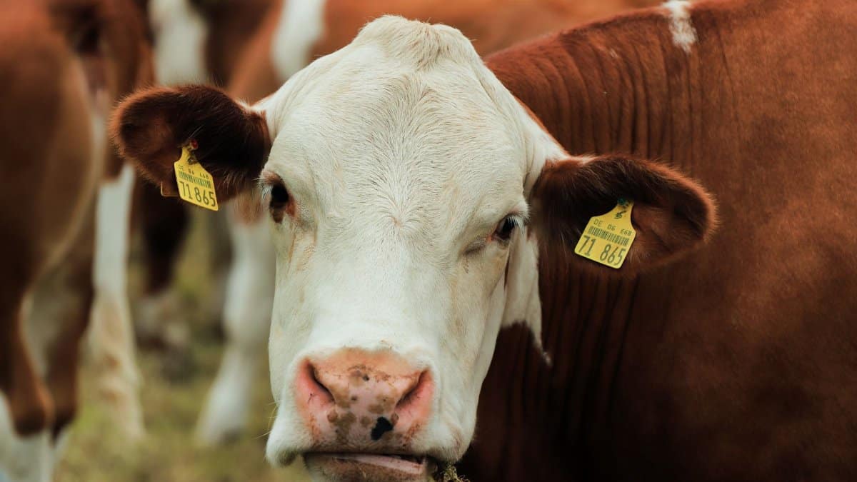 A detailed close-up of a brown and white cow with ear tags standing in a field.