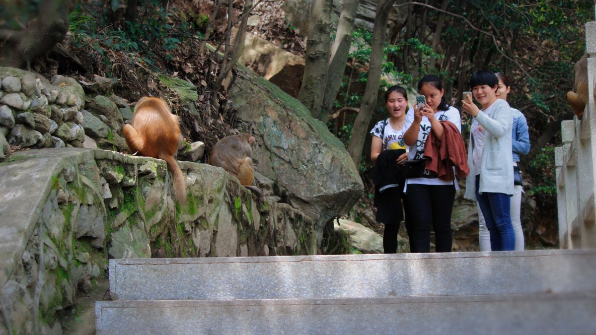 Teenagers taking pictures of monkeys in a park in Jiangxi, China. Nature and wildlife interact.
