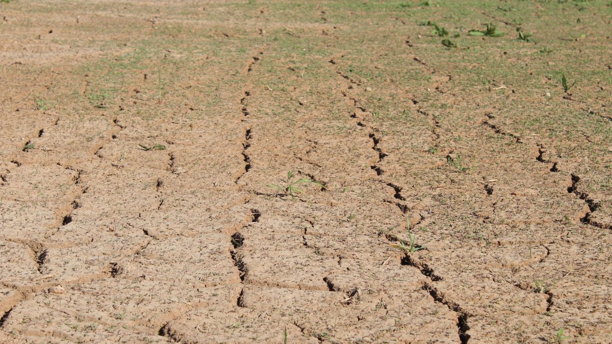 Close-up of dry, cracked ground in a sunlit field, symbolizing drought.
