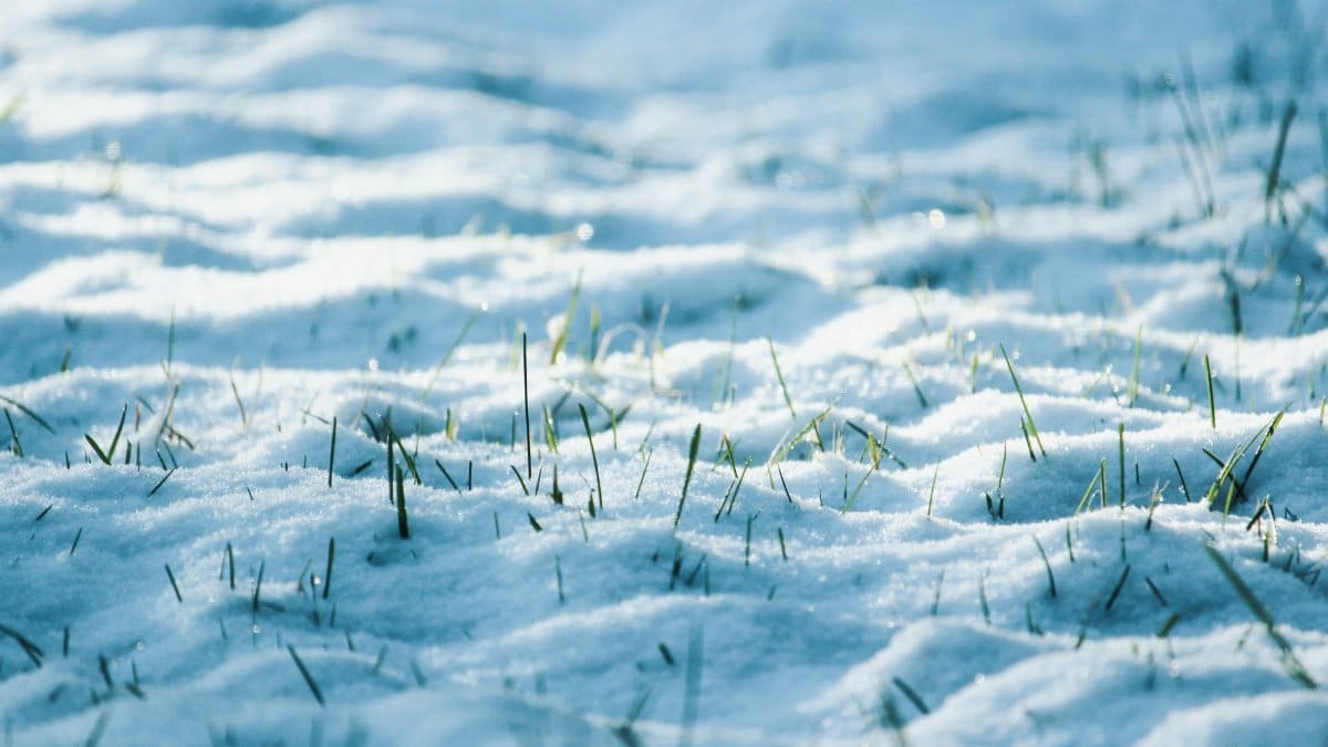 Close-up of grass blades emerging through a snow-covered landscape in winter.