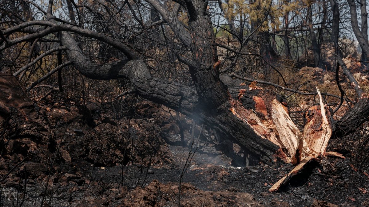 A charred forest landscape depicting the aftermath of a devastating wildfire with scorched trees.