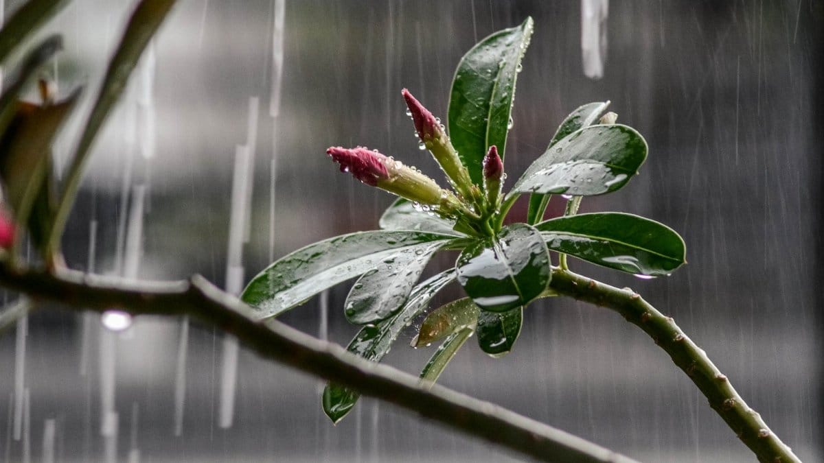 Close-up of Adenium obesum buds and leaves glistening with raindrops during a rain shower.
