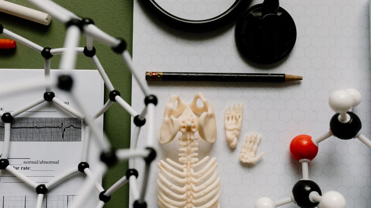 Educational science setup with molecular models, skeletal display, and stethoscope.
