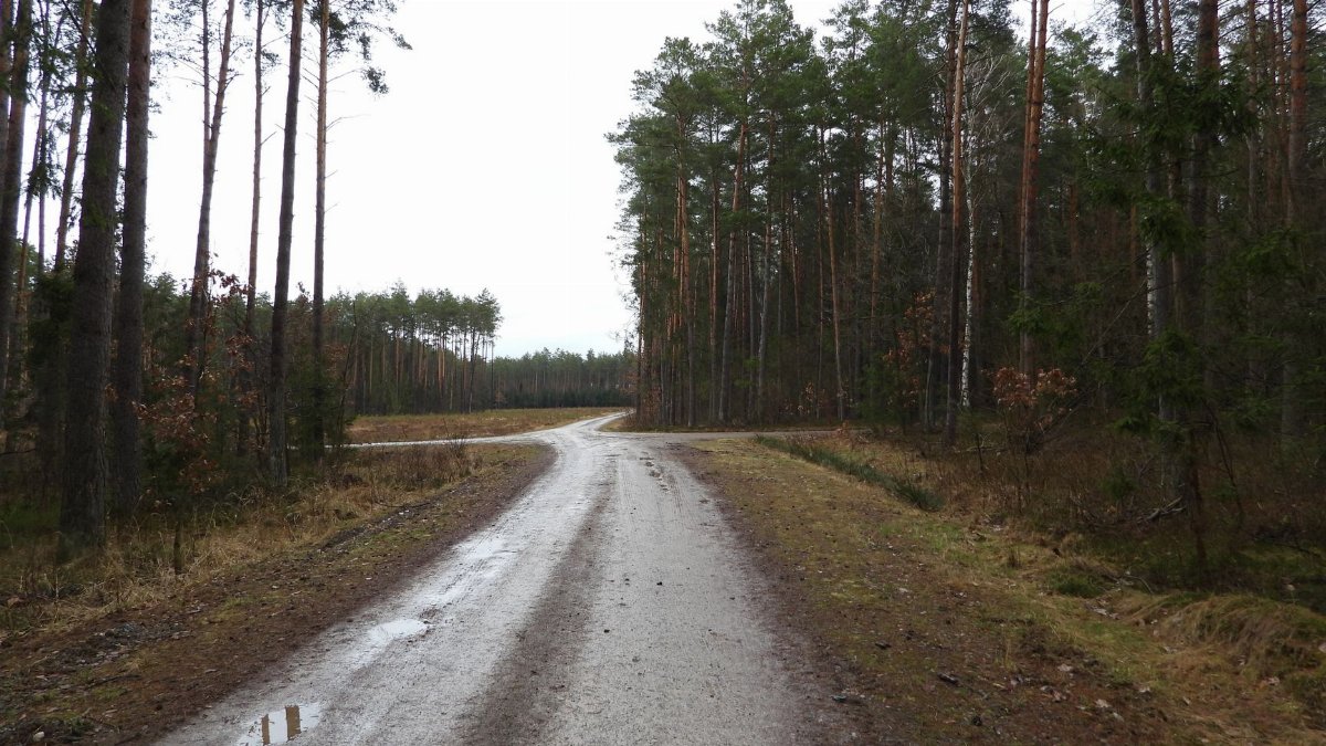 A winding wet road through a quiet forest on a gloomy, rainy day.