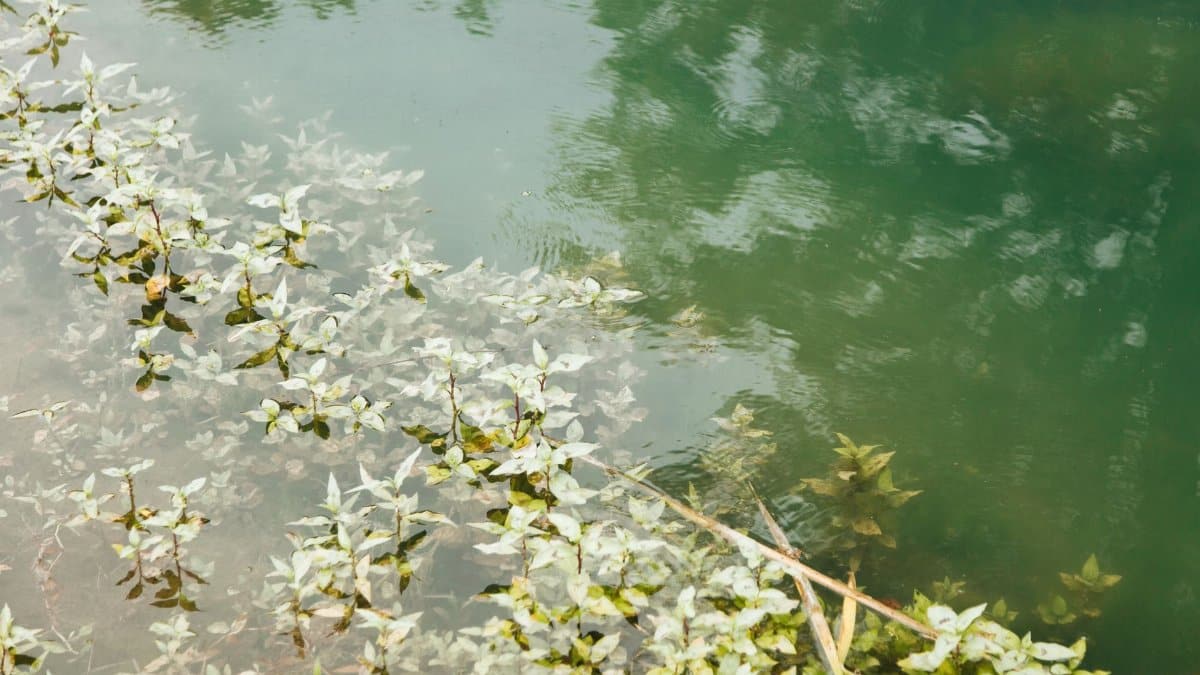 Calm water surface with aquatic plants and reflections, creating tranquility.