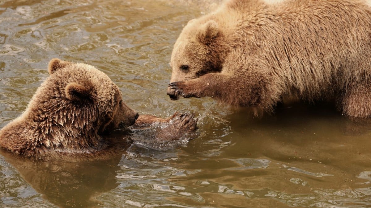 Two young brown bears playfully interacting in a natural watering area.