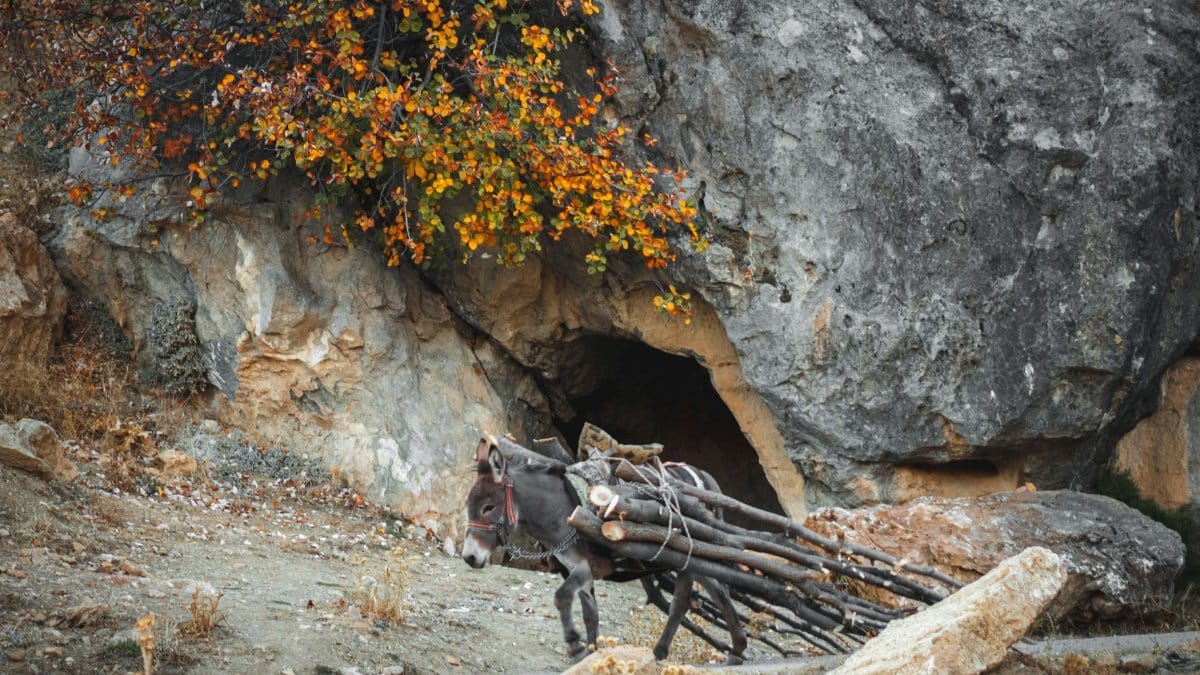 A donkey carries logs through a rocky outdoor landscape with fall foliage.
