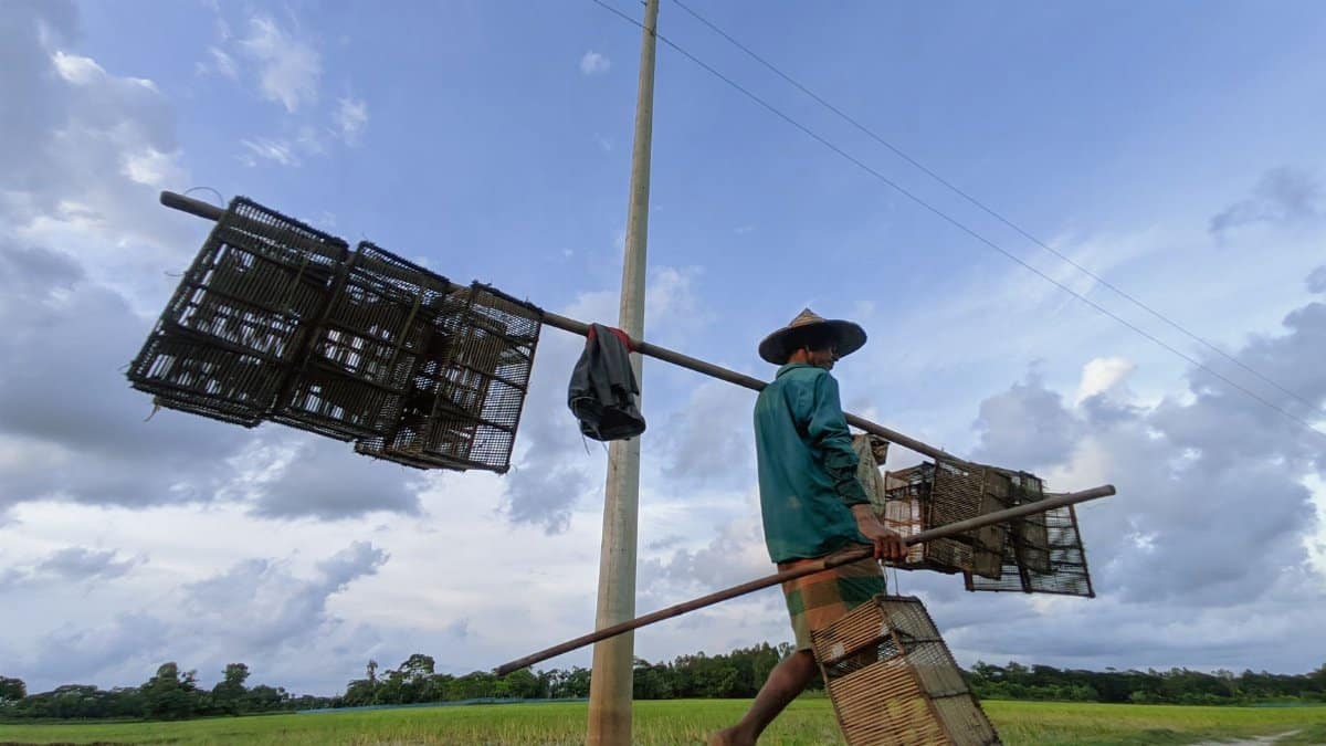 A rural farmer carrying bamboo cages across a field in Bangladesh under a blue sky.