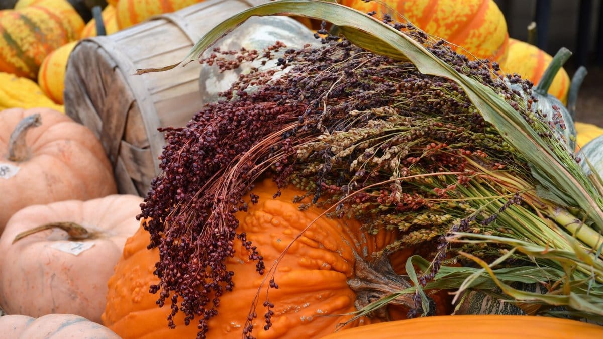 A vibrant display of pumpkins, gourds, and grains celebrating the autumn harvest season.