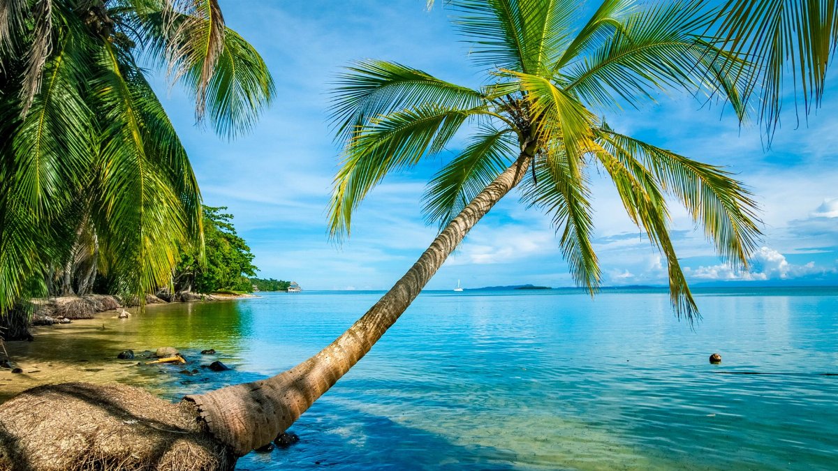 A serene tropical beach scene with a leaning coconut palm tree by the crystal-clear sea under a bright sky.