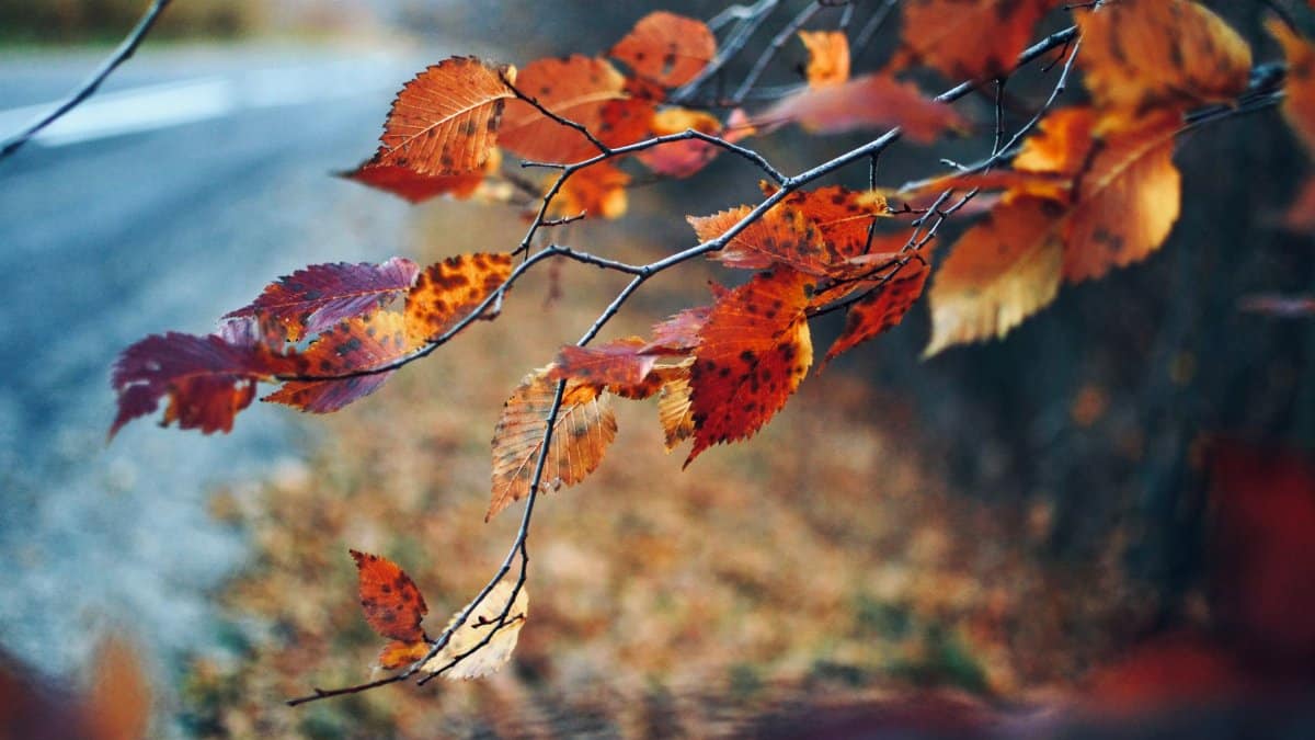 A close-up of vibrant autumn leaves on twigs creating a moody fall atmosphere.