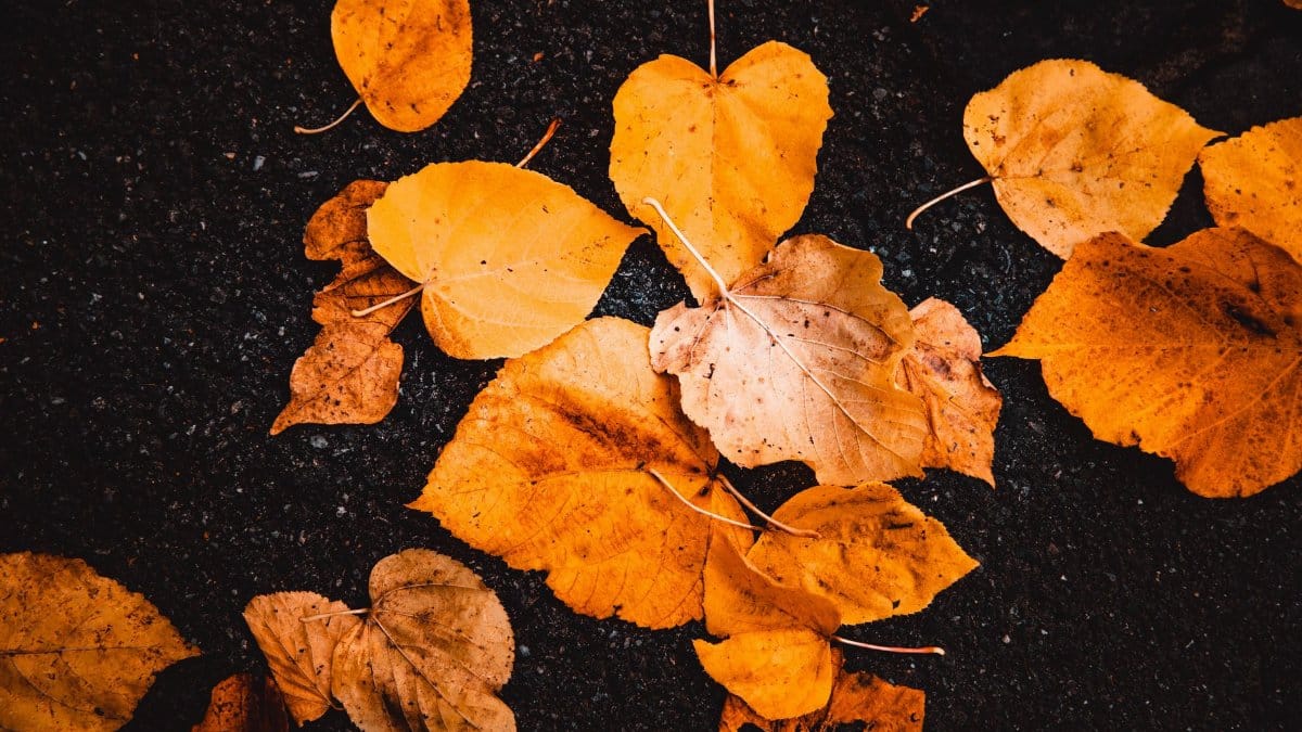 A captivating view of orange autumn leaves scattered on a dark asphalt surface, symbolizing fall.