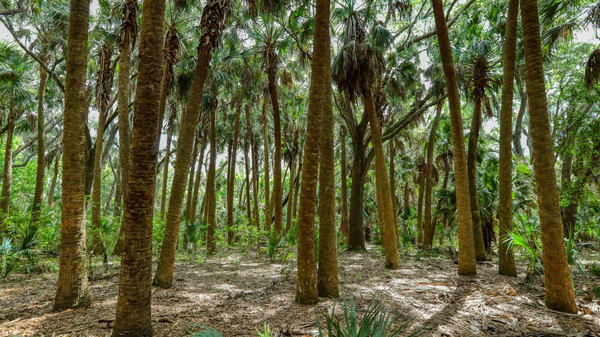 A vibrant view of palm trees in a dense forest in Sanford, Florida, showcasing natural beauty and greenery.