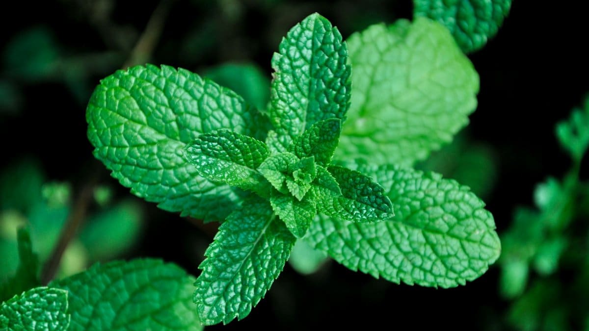 Vivid close-up of fresh green mint leaves showcasing texture and lush color.