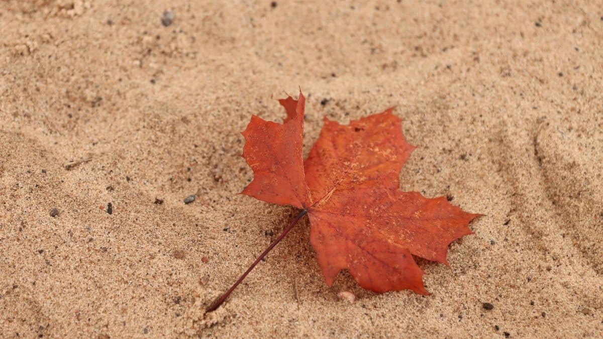 Red maple leaf on sand, capturing the essence of autumn in Sweden.