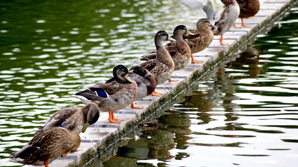A line of ducks standing on a stone path over water in Budapest, Hungary.