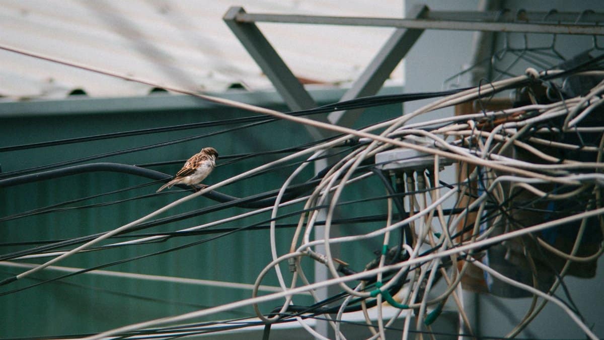 A sparrow perched on a tangle of electrical wires, capturing urban wildlife.
