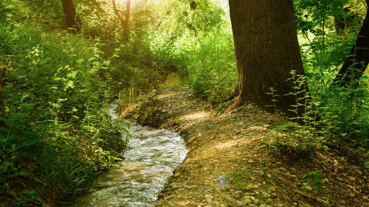 A peaceful stream flowing through a lush forest, dappled with sunlight.