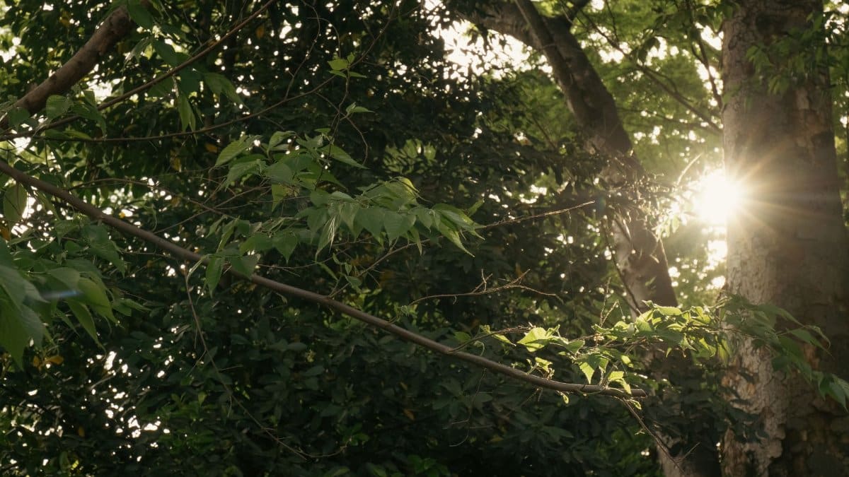 Sunlight filters through the dense trees in Tokyo, capturing the essence of nature's serenity.