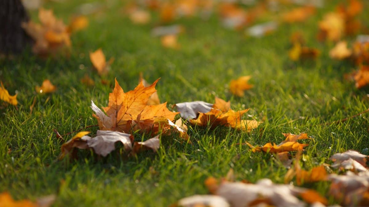 Golden autumn leaves scattered on green grass, capturing fall's vibrant colors.