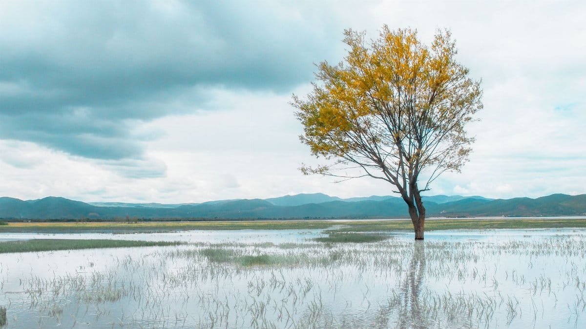 A lone tree stands in a calm flooded meadow under a cloudy sky, depicting tranquility.