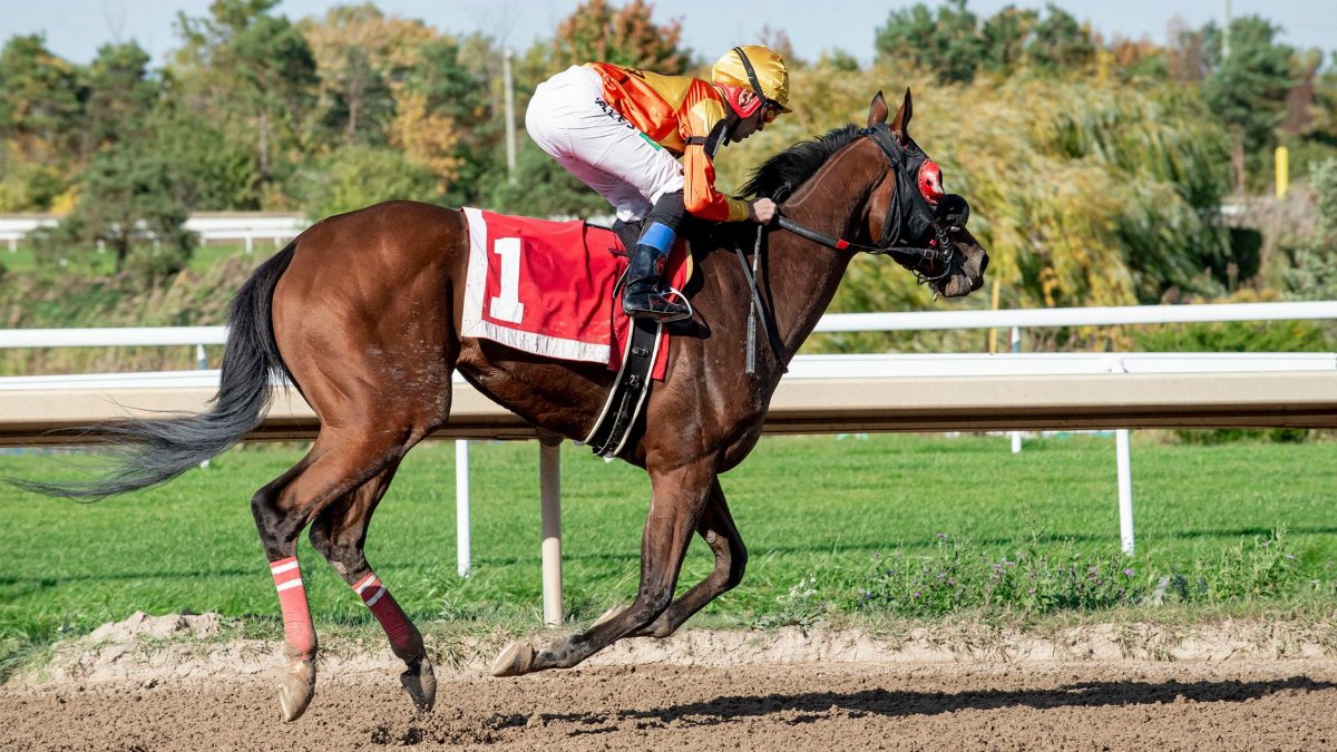 A jockey in vibrant attire rides a horse at full speed on a sunny race track.