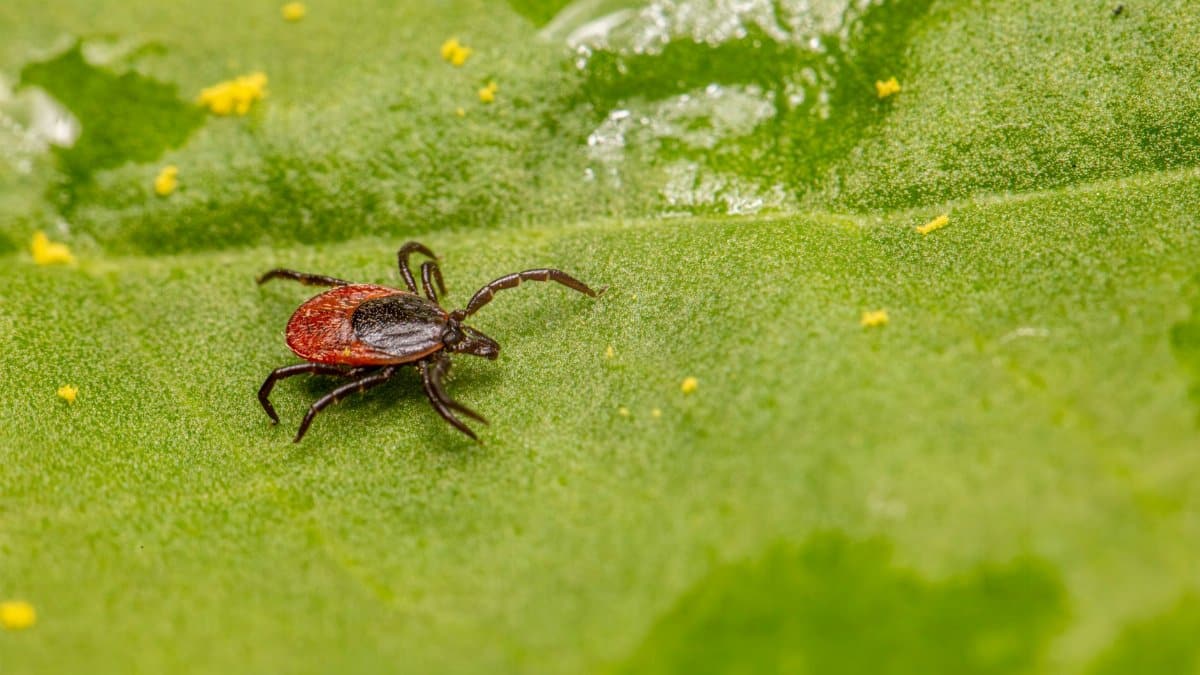 Close-up of a castor bean tick on a green leaf, highlighting its detail and vivid colors.