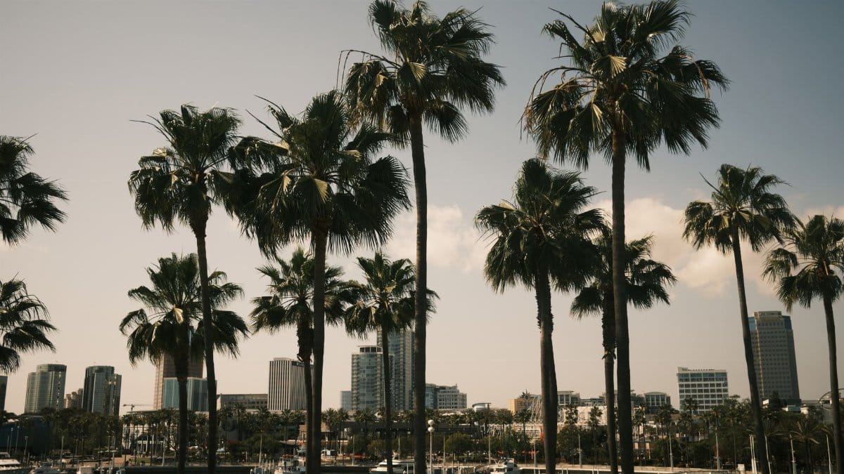 Scenic view of palm trees with Long Beach skyline in California, USA.