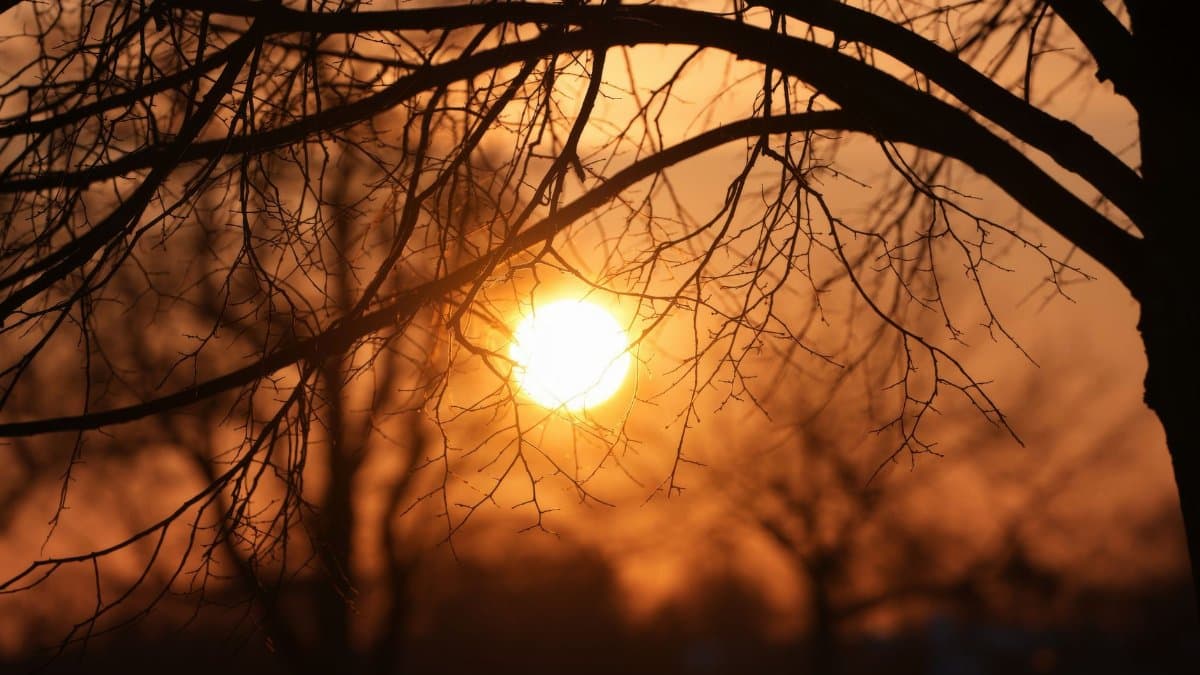 Silhouetted bare tree branches at sunset create a dramatic winter scene.