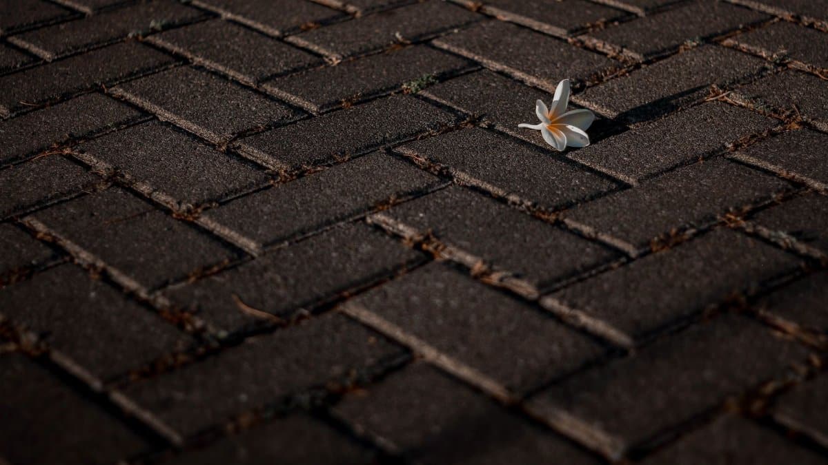 A white frangipani flower lies on a stone pavement, creating a serene and delicate scene.