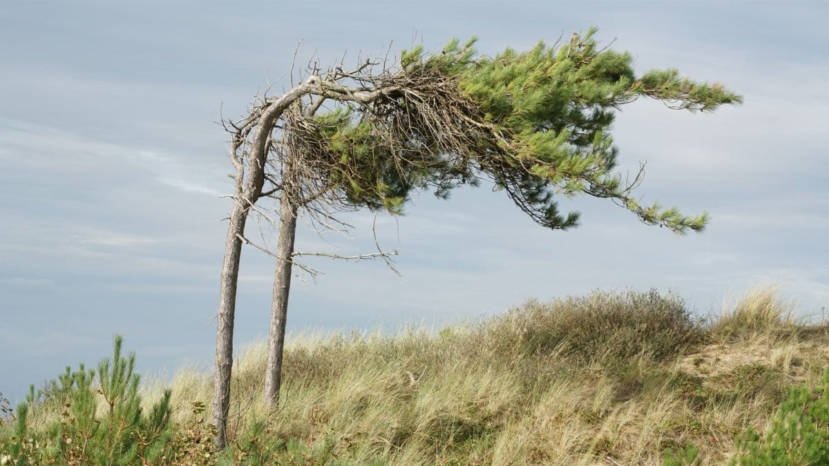 Two pine trees bent by the wind on a grassy coastal dune, under a cloudy sky.