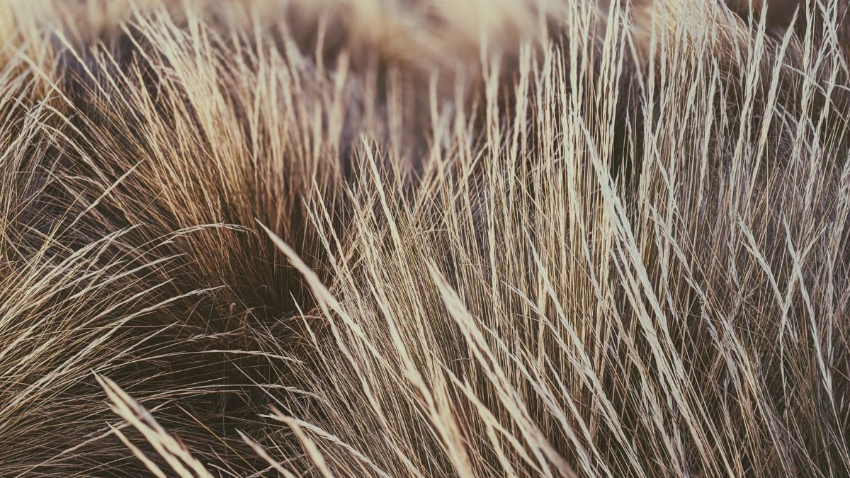 Close-up of dry grass in a calm meadow with warm sunset tones.