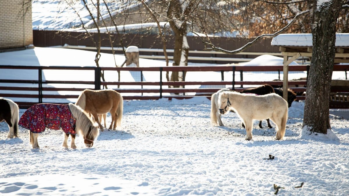 Charming Icelandic horses enjoying a peaceful snowy winter day on a farm.