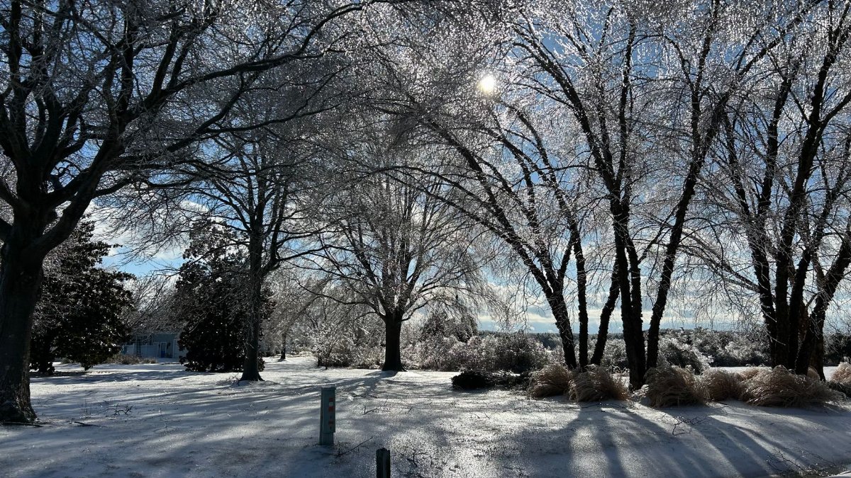 A serene winter scene showcasing frost-covered trees under a clear blue sky.