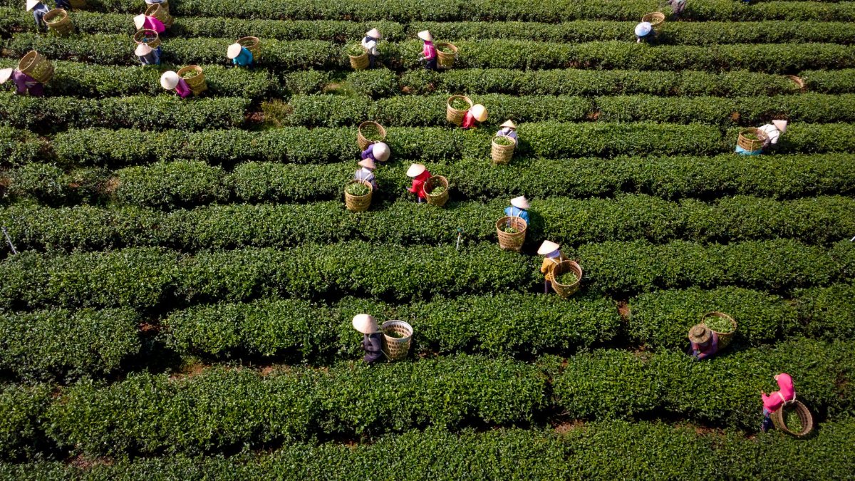 Aerial view of workers collecting tea leaves in a vibrant, structured plantation.
